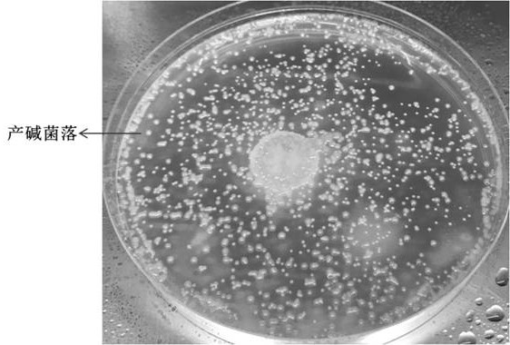 Method for screening PHA producing bacteria