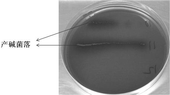 Method for screening PHA producing bacteria