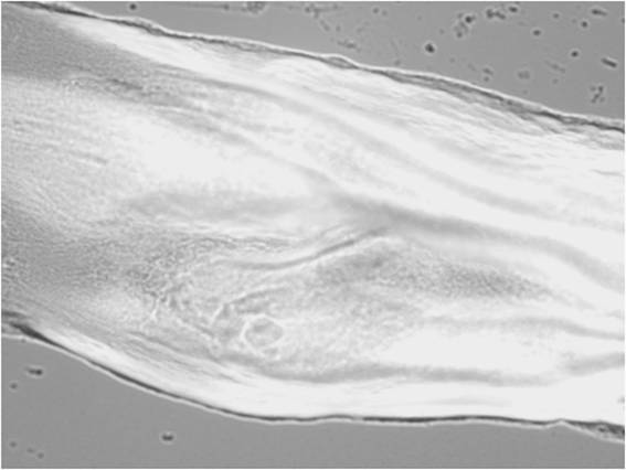 Method for screening PHA producing bacteria