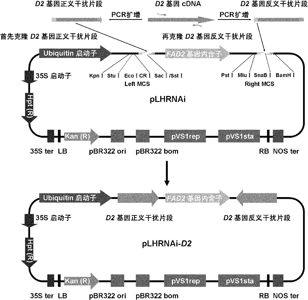 RNA (Ribonucleic Acid) interference vector and application thereof