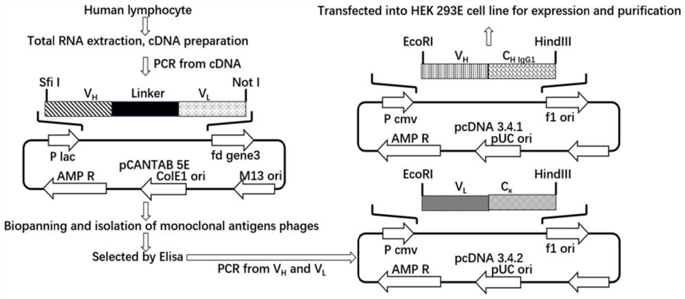 Preparation method and application of human-human chimeric antiviral IgG antibody positive control