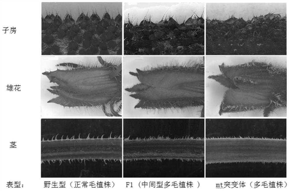 SNP molecular marker related to Cucumis sativus L multiple-trichome character, and application of SNP molecular marker