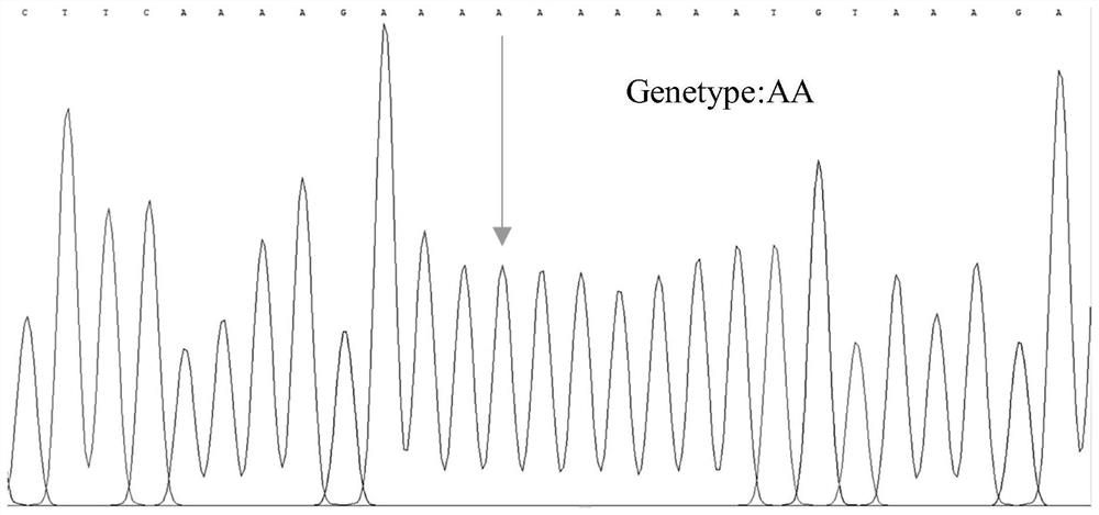 SNP molecular marker related to Cucumis sativus L multiple-trichome character, and application of SNP molecular marker