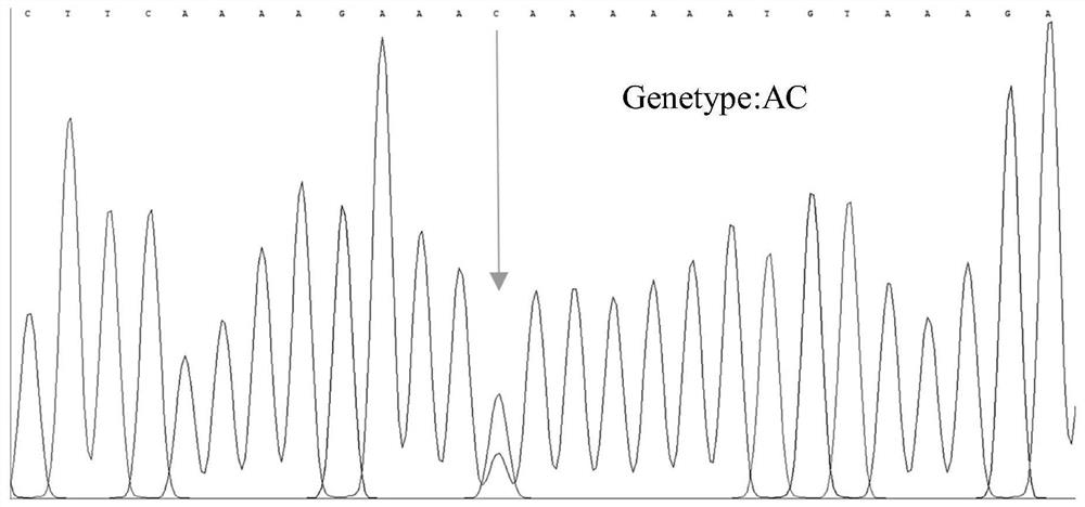 SNP molecular marker related to Cucumis sativus L multiple-trichome character, and application of SNP molecular marker