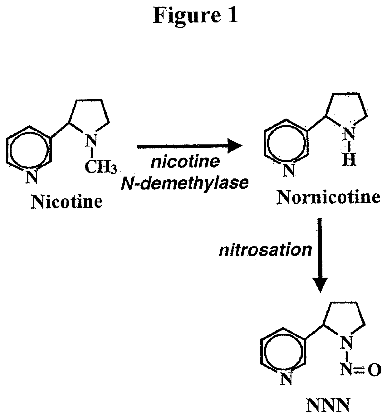 Alteration of tobacco alkaloid content through modification of specific cytochrome p450 genes