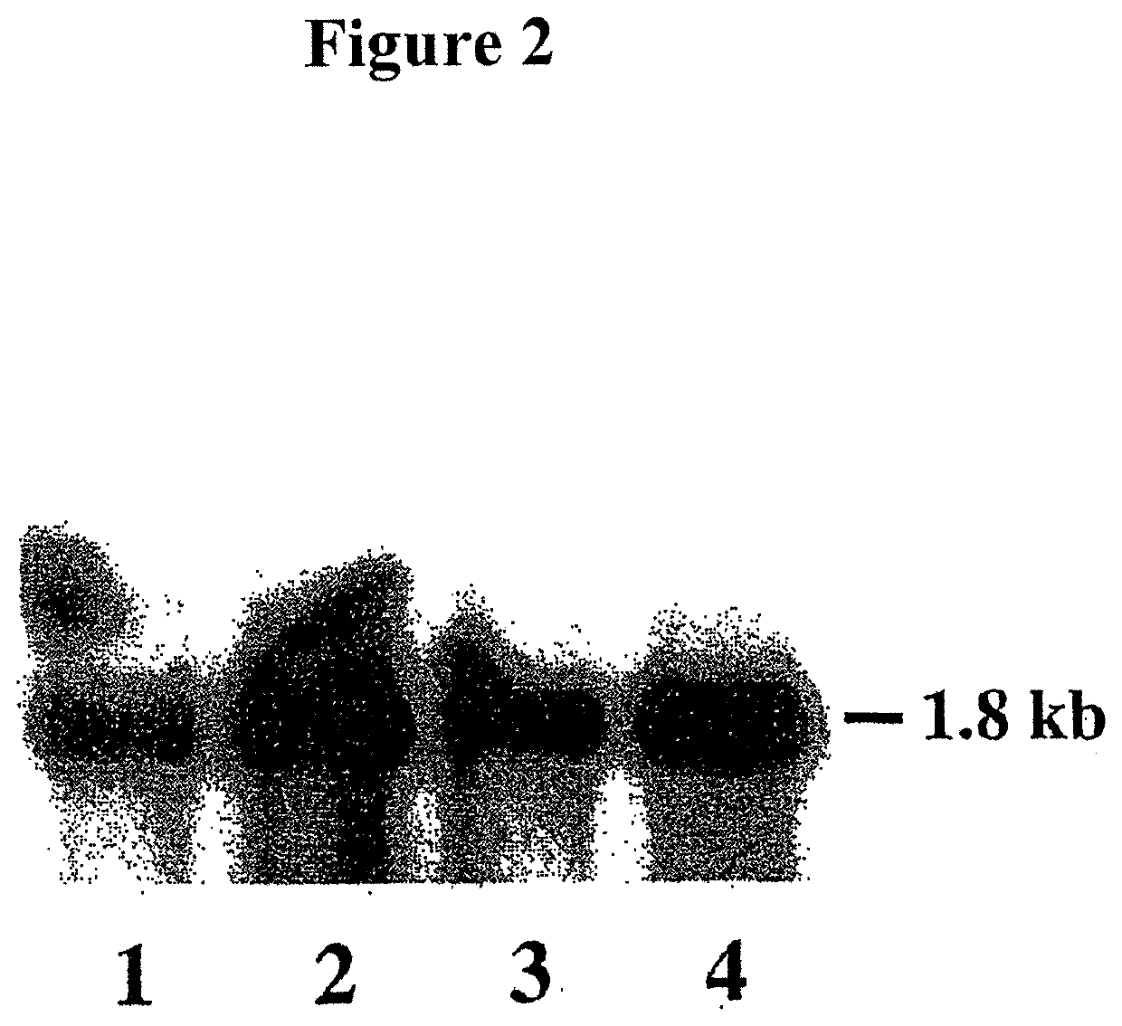 Alteration of tobacco alkaloid content through modification of specific cytochrome p450 genes