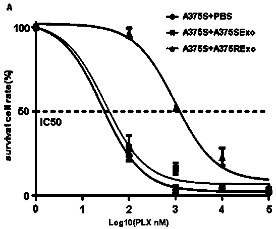 Applications of circRRM2B gene as new target in screening Vemurafenib-resistant melanoma treatment drugs