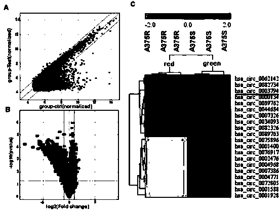 Applications of circRRM2B gene as new target in screening Vemurafenib-resistant melanoma treatment drugs