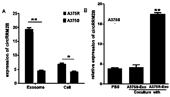 Applications of circRRM2B gene as new target in screening Vemurafenib-resistant melanoma treatment drugs