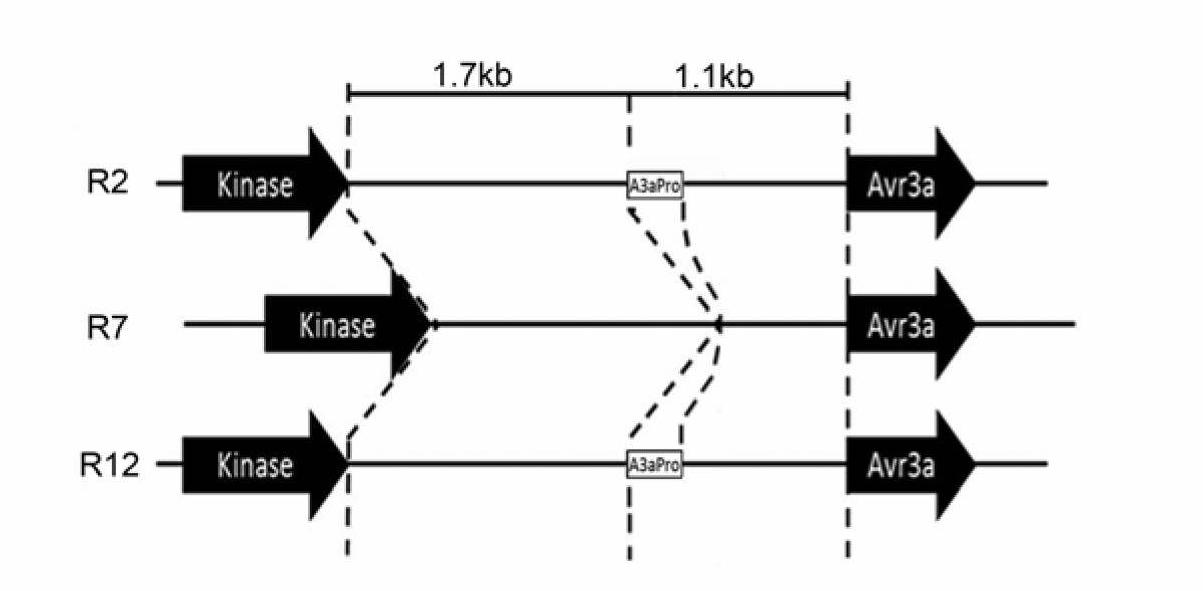 Detection target sequence A3apro of phytophthora sojae, and specific LAMP (loop-mediated isothermal amplification) primer composition and application thereof