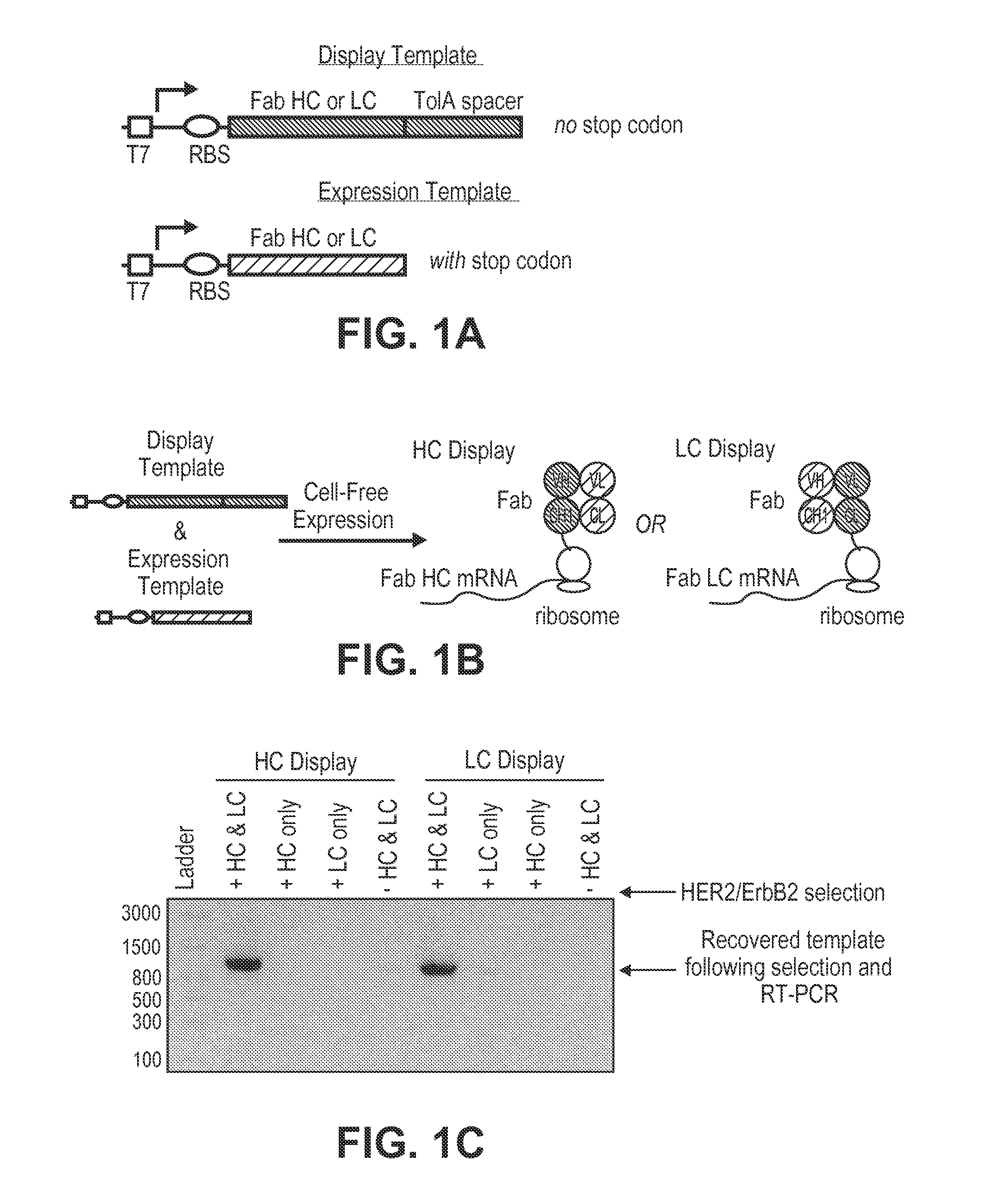 Selection of fab fragments using ribosomal display technology