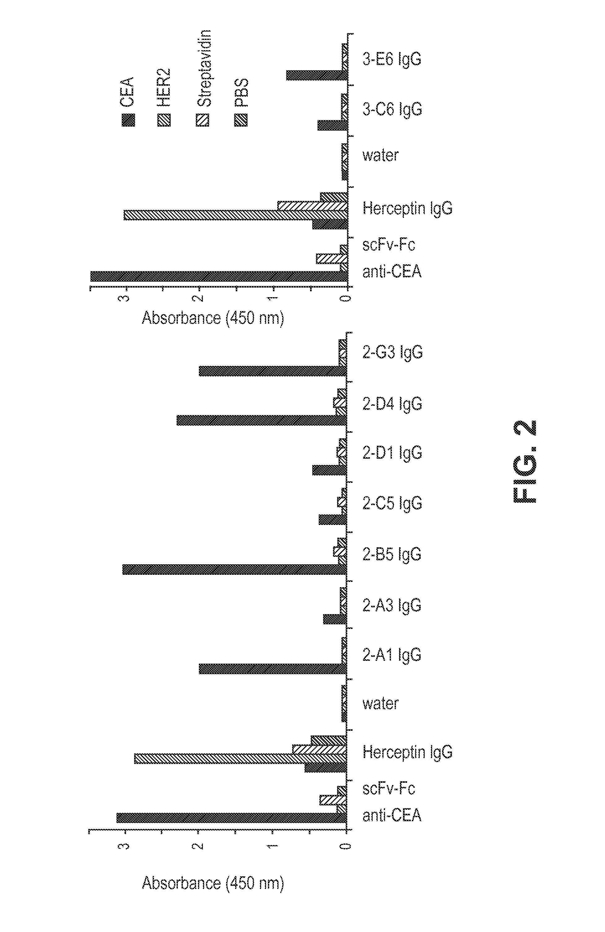 Selection of fab fragments using ribosomal display technology