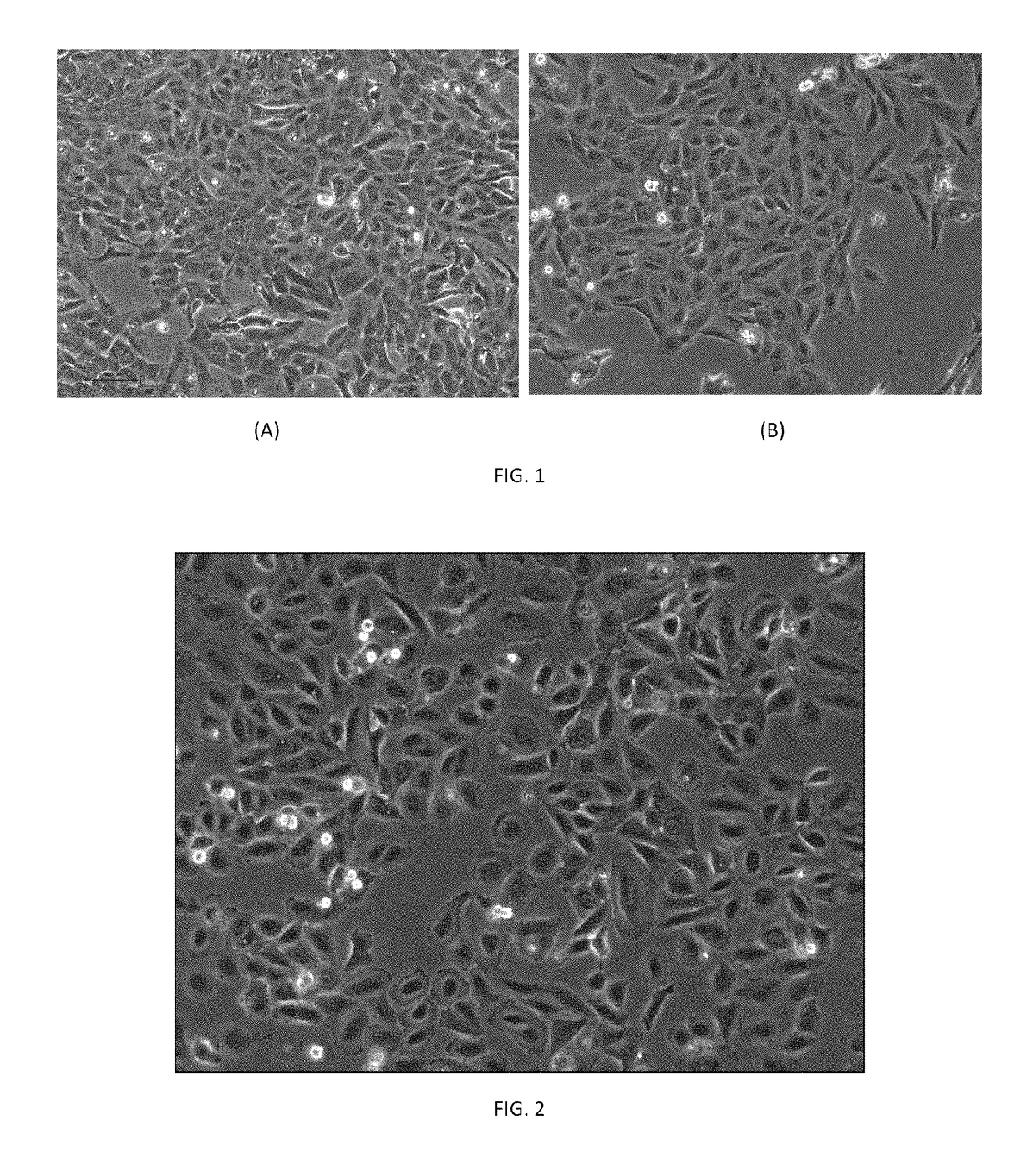 Hepatic cell lines and stem-like cells, methods of making and using the same