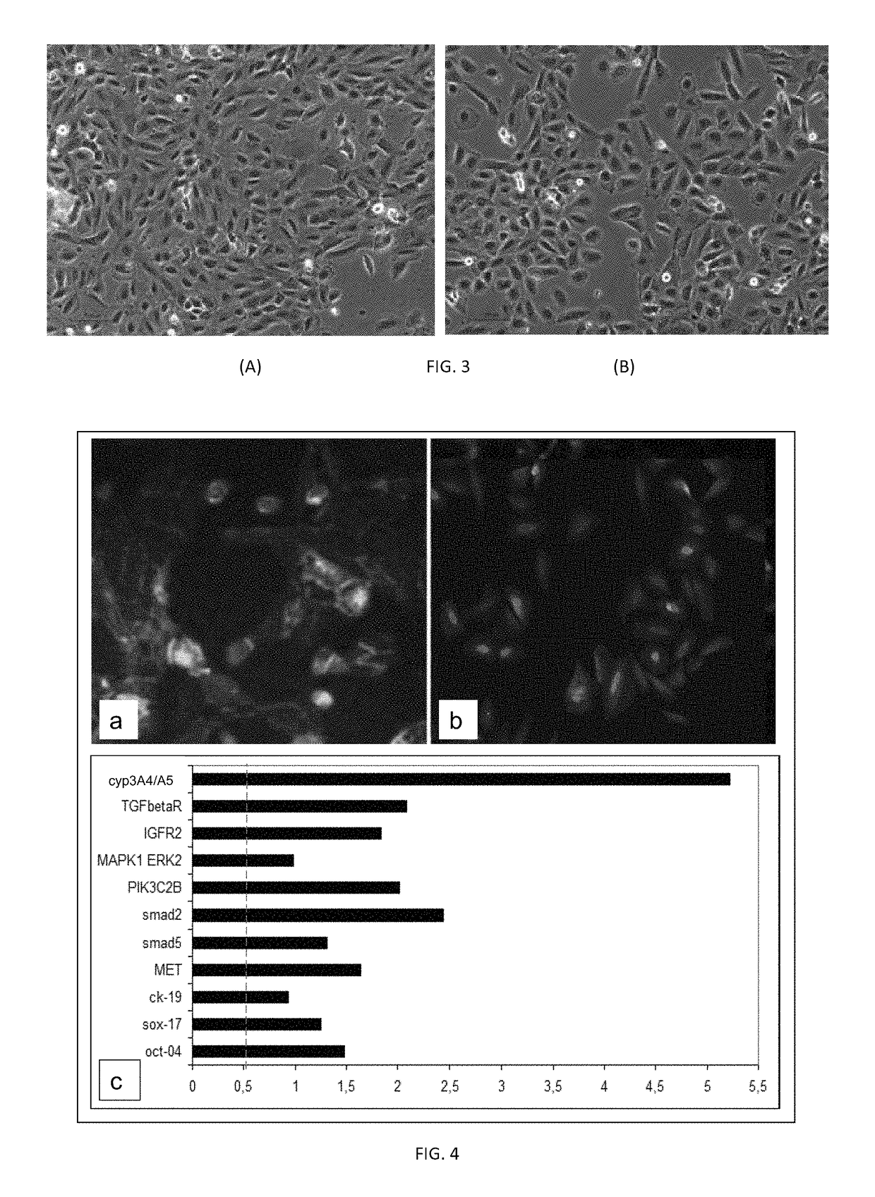 Hepatic cell lines and stem-like cells, methods of making and using the same