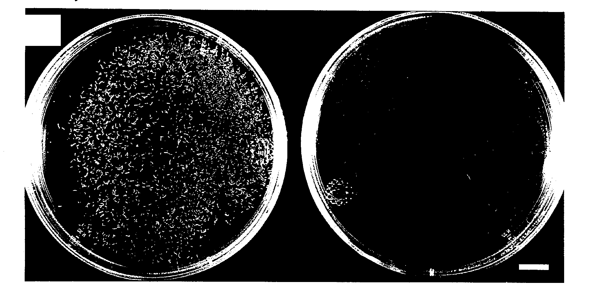 Media and methods for culturing plant embryos