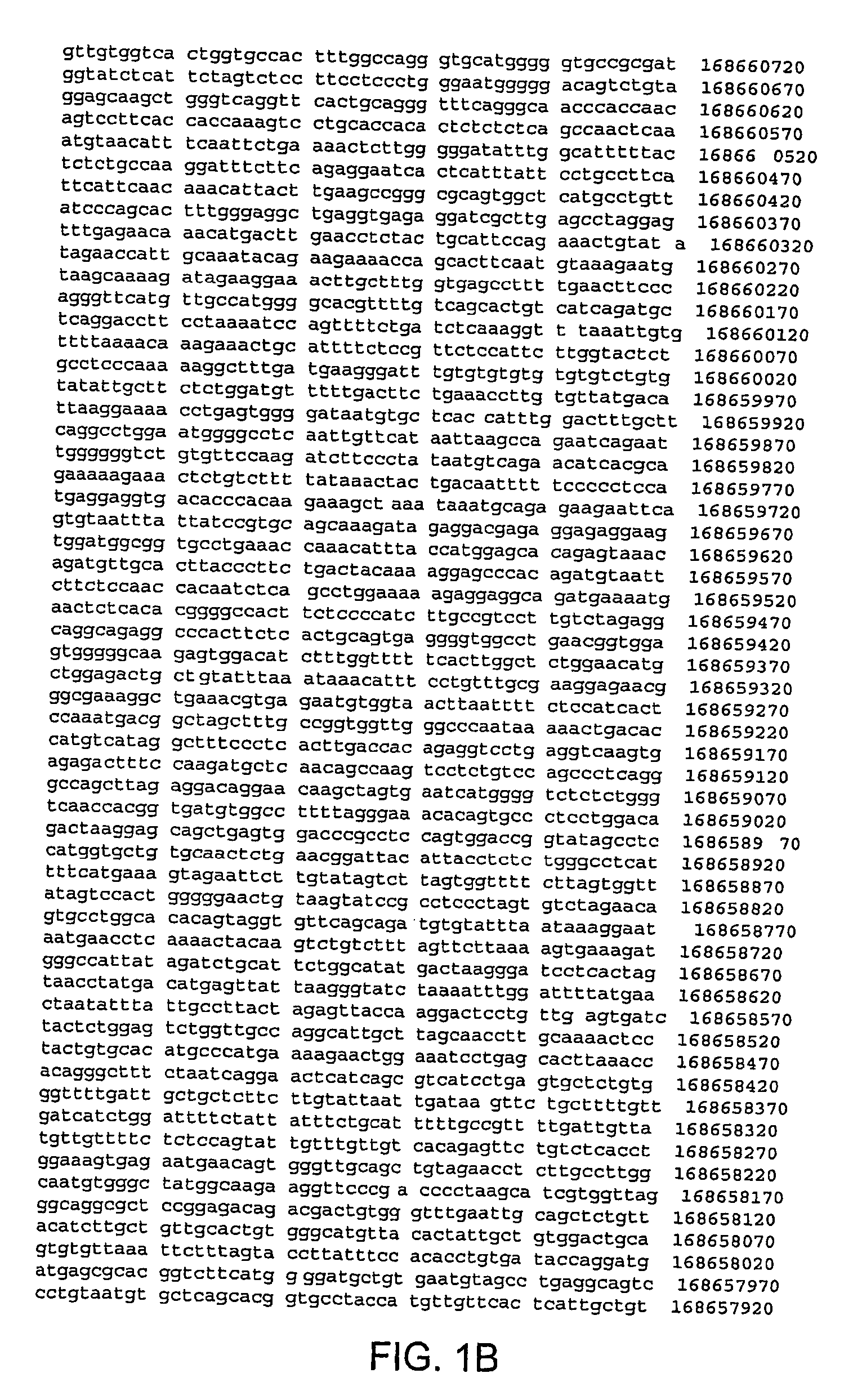 Human type II diabetes gene-slit-3 located on chromosome 5q35