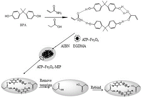 Preparation of difunctional monomer magnetic molecularly-imprinted polymer and application of polymer in adsorption on bisphenol A in wastewater