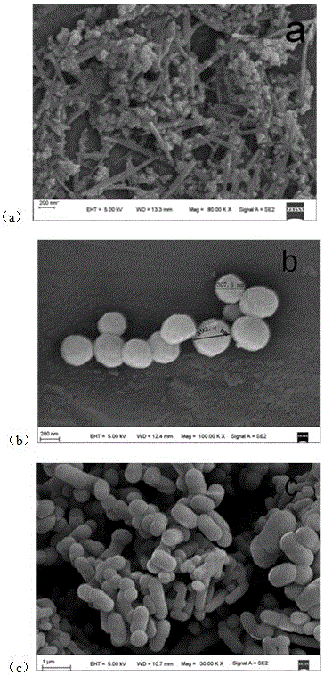 Preparation of difunctional monomer magnetic molecularly-imprinted polymer and application of polymer in adsorption on bisphenol A in wastewater