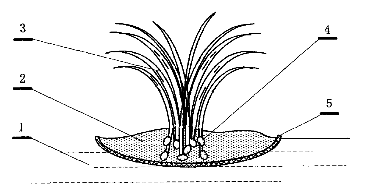 Cyperus planting and harvesting technology