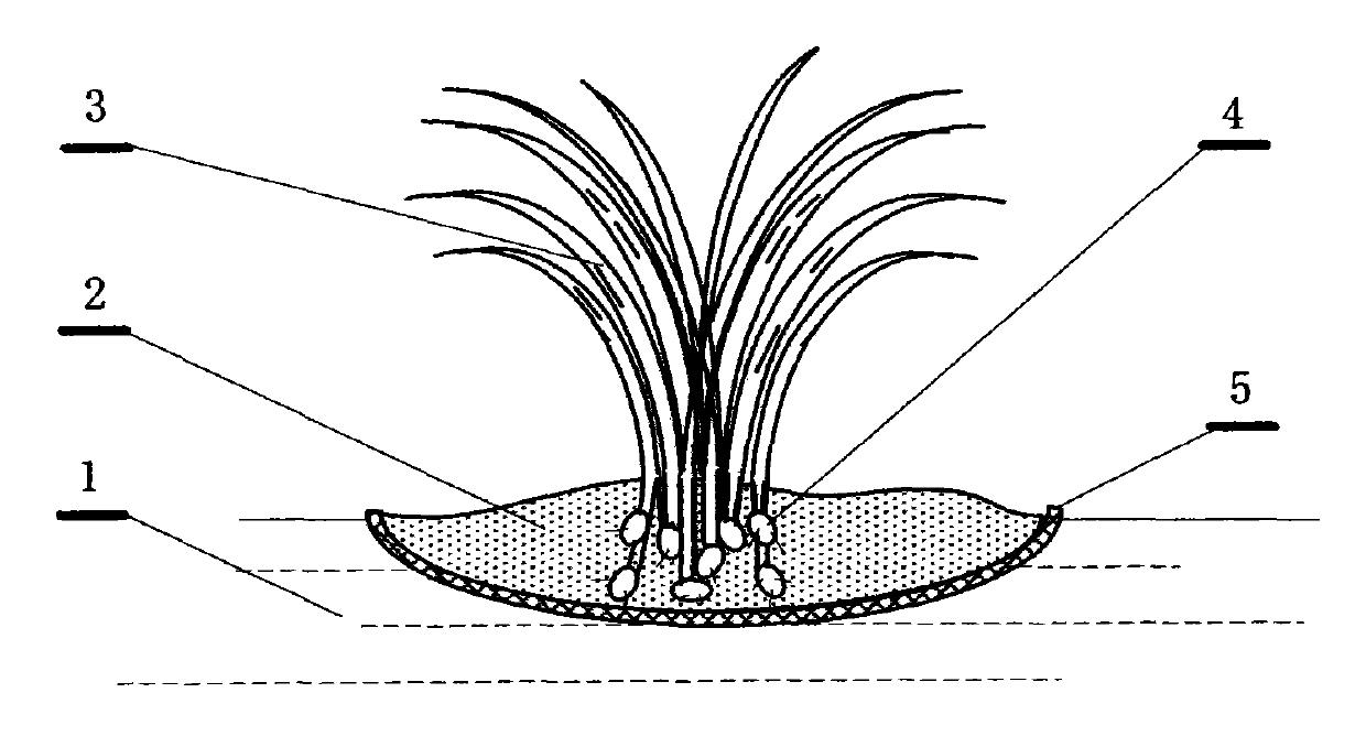 Cyperus planting and harvesting technology