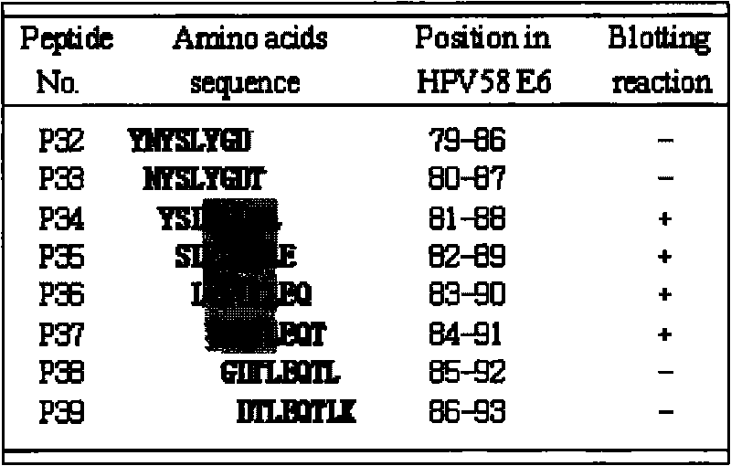 Antigen epitope minimum motif peptide of human papilloma virus 58 type E6 protein