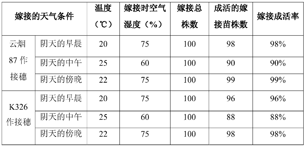 Solanum melongena L. bacterial-wilt-resisting solanum melongena stock and grafting and cultivation method for grafting solanum melongena onto nicotiana