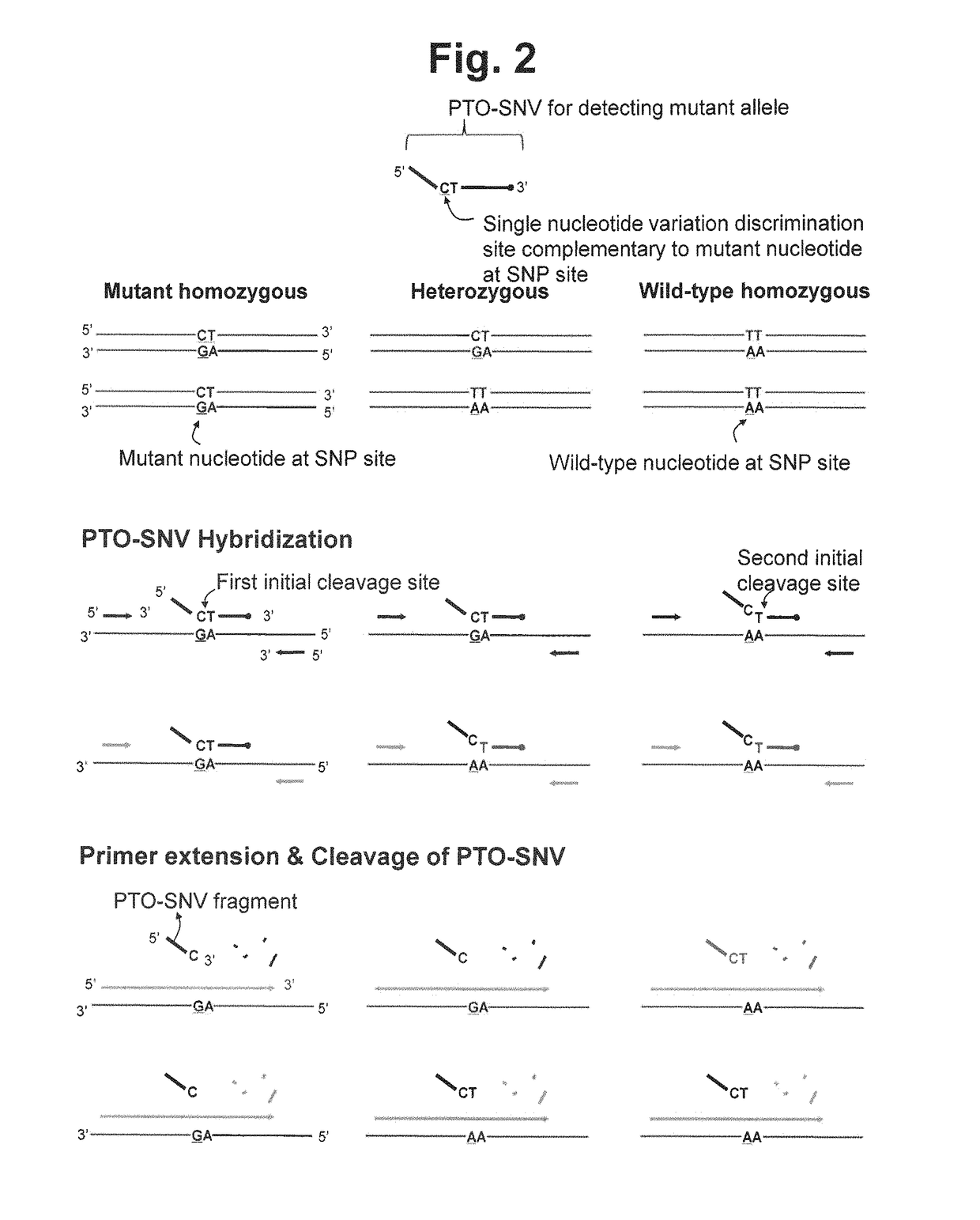 Method for determining SNP genotype