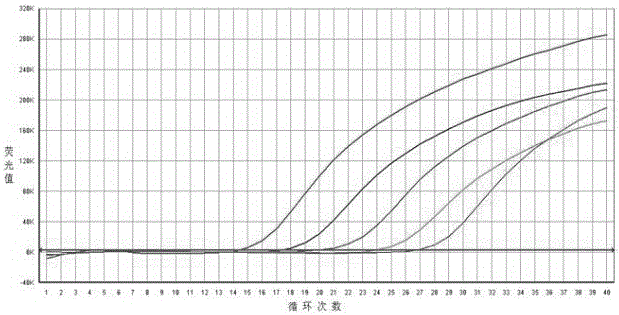 Primer, probe and kit for specifically detecting type-3 ungulata bocaviruses parvovirus