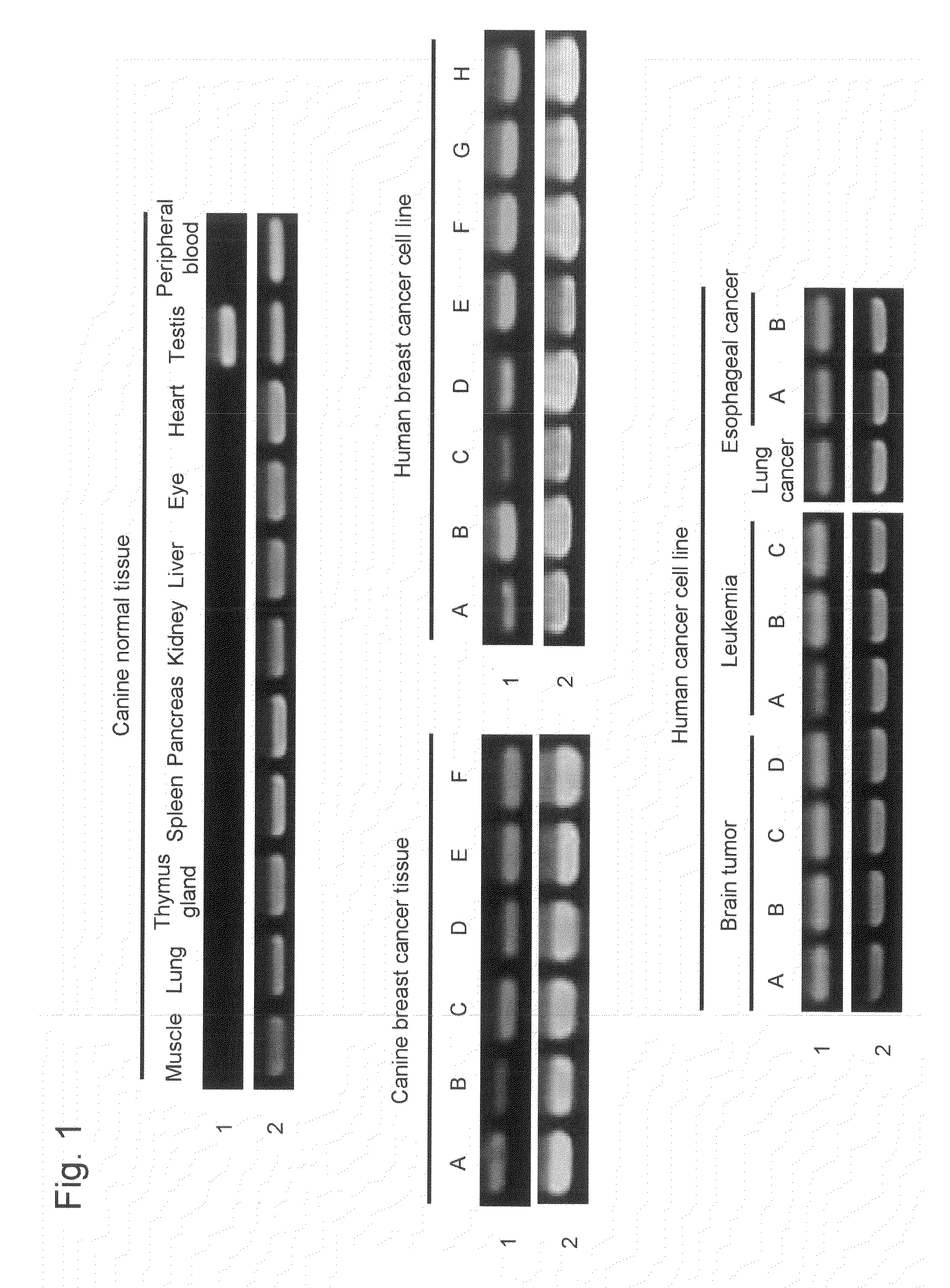 Method for detecting cancer