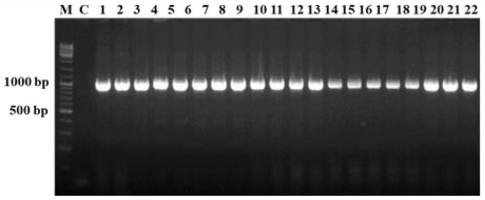 A kind of efficient identification/screening method and application of Clostridium butyricum