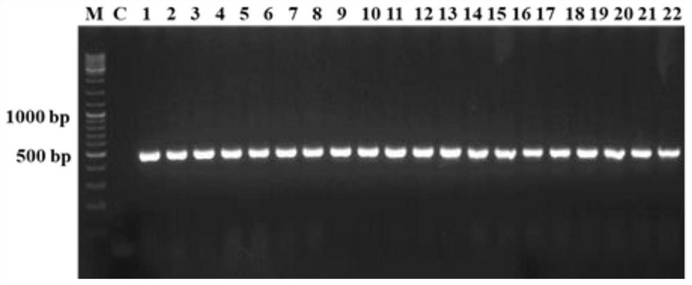 A kind of efficient identification/screening method and application of Clostridium butyricum