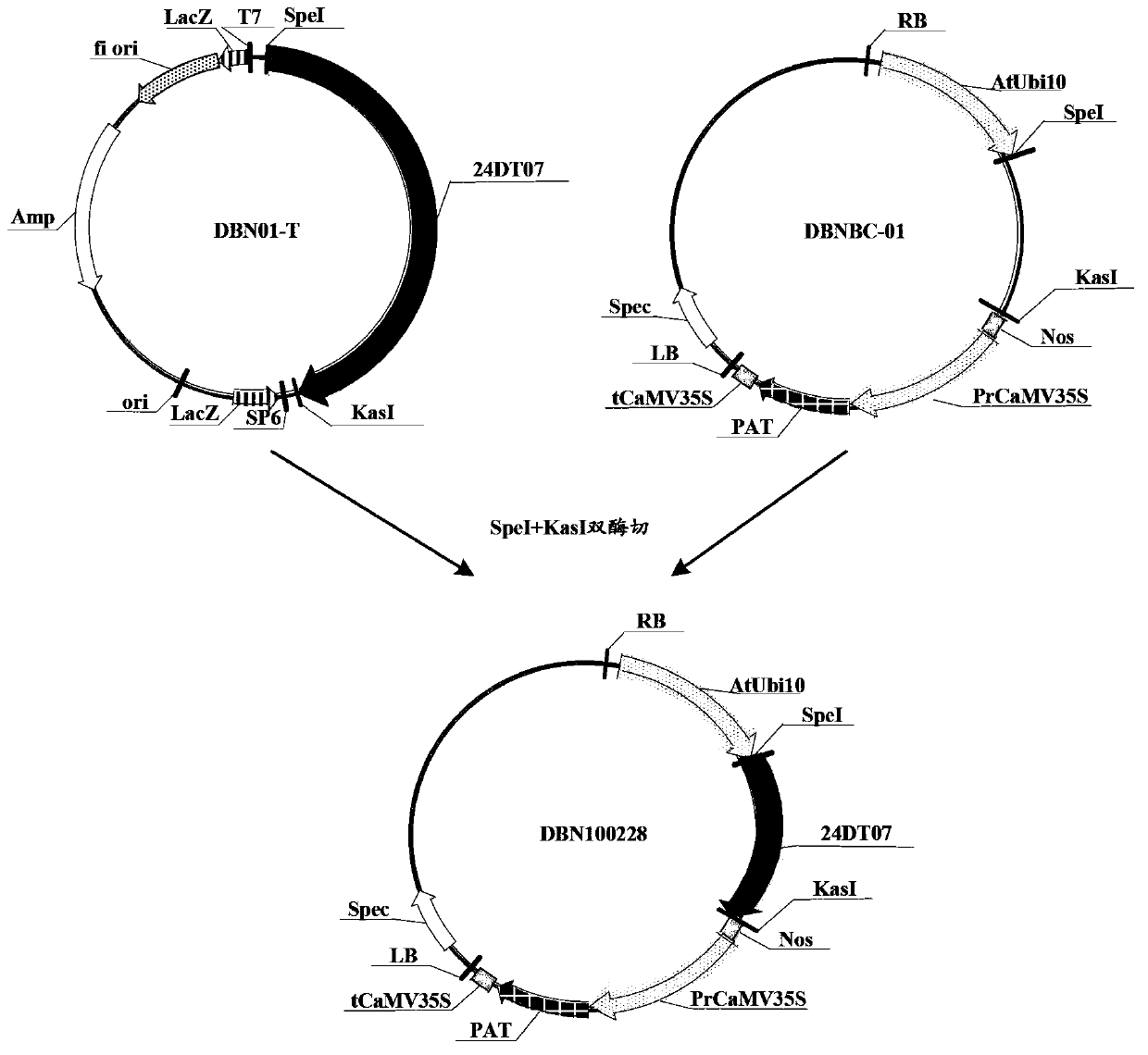 Herbicide resistance protein, coding gene and application thereof