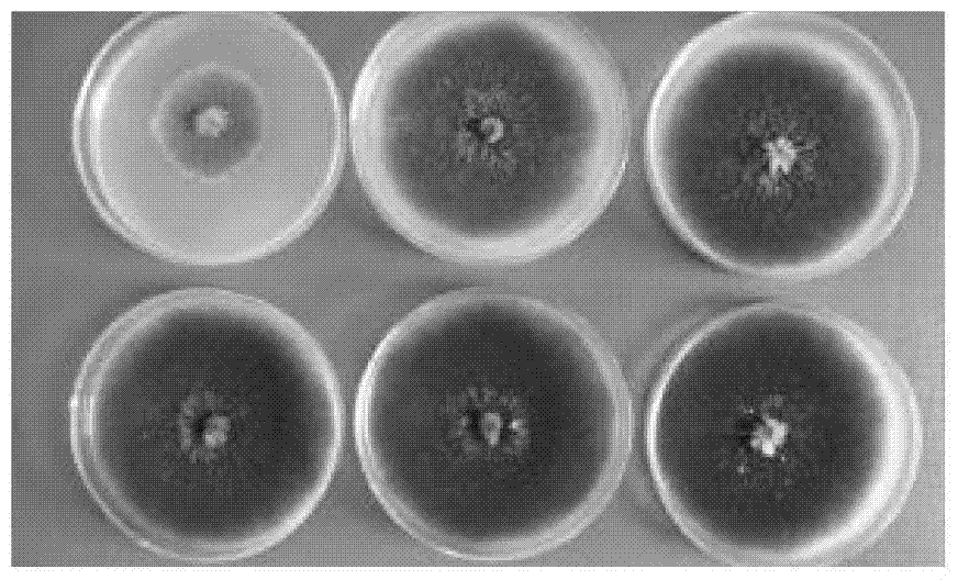 A kind of spore-producing medium of corn leaf spot fungus and its preparation method and application