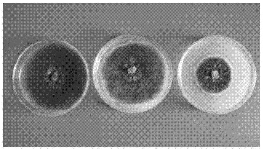 A kind of spore-producing medium of corn leaf spot fungus and its preparation method and application