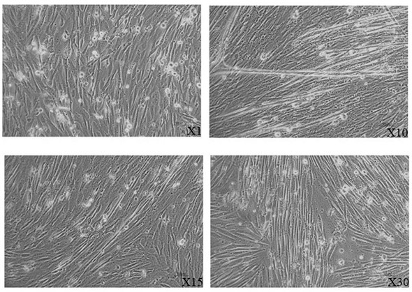 Subculture purification method of sheep embryo-derived myoblasts