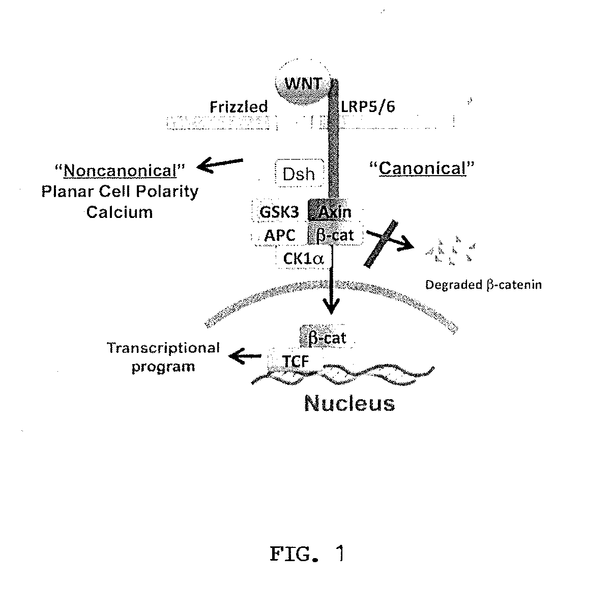 Antibodies That Inhibit WNT Signaling And Methods Of Using The Same