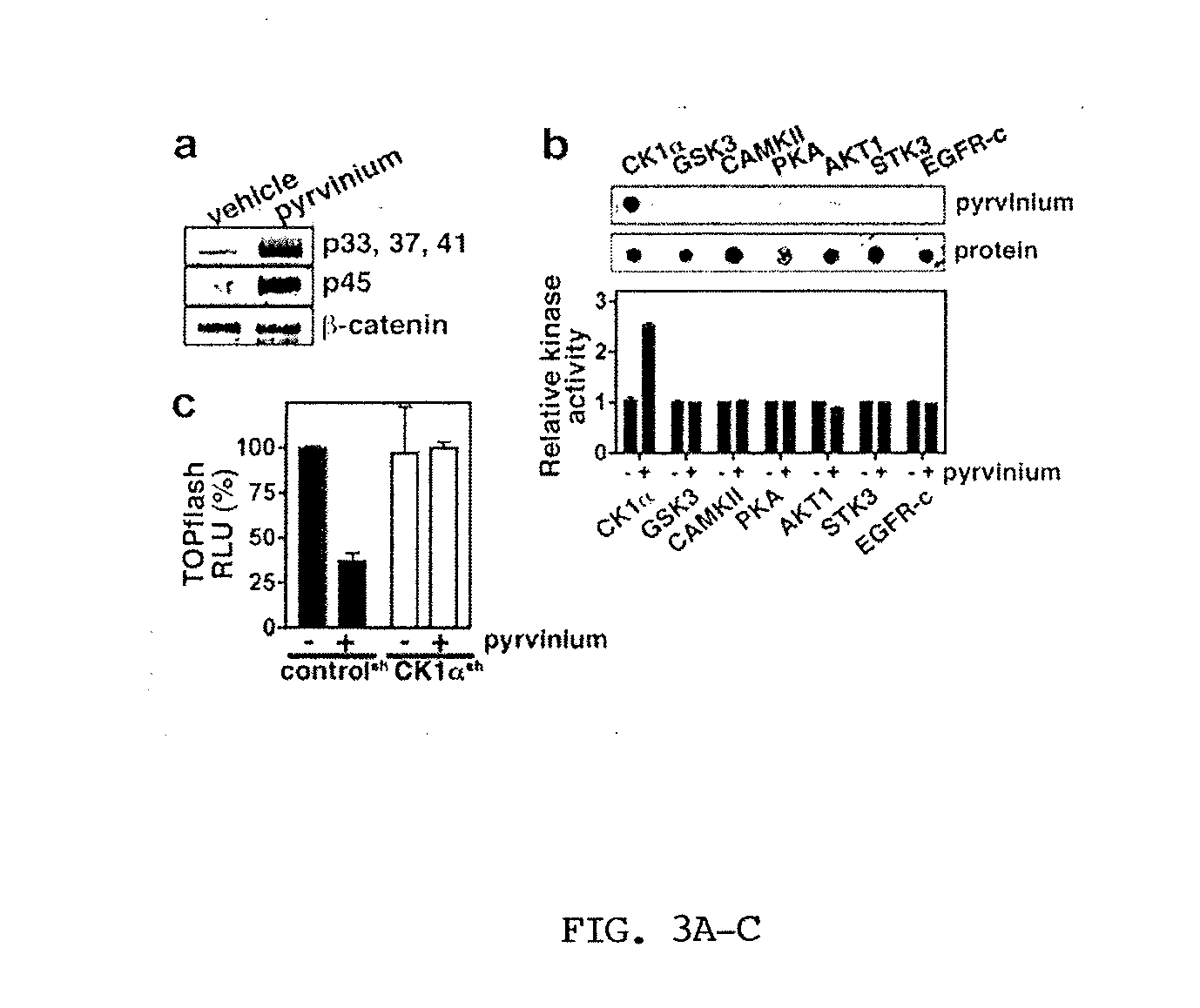 Antibodies That Inhibit WNT Signaling And Methods Of Using The Same