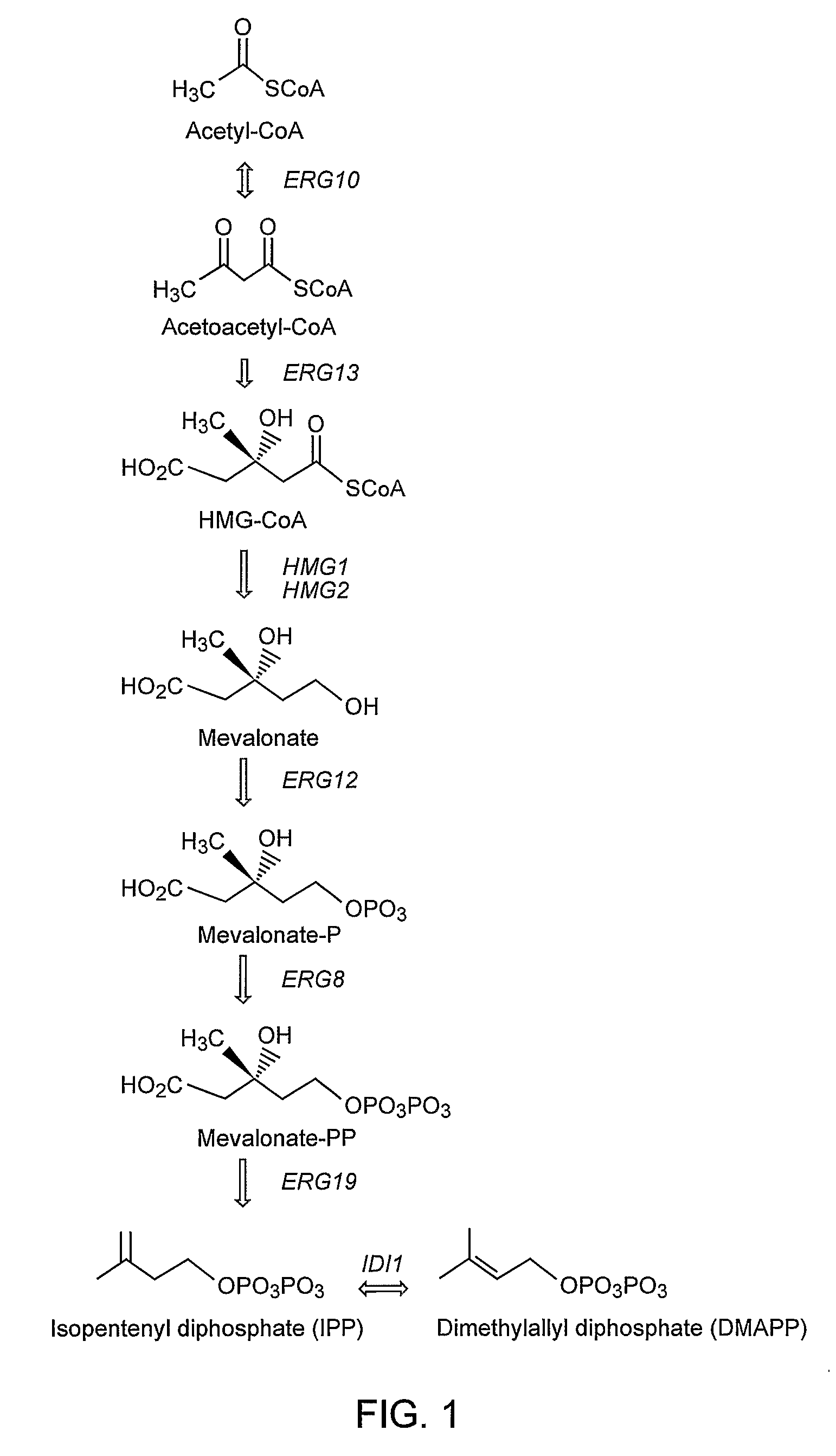 Genetically modified host cells and use of same for producing isoprenoid compounds