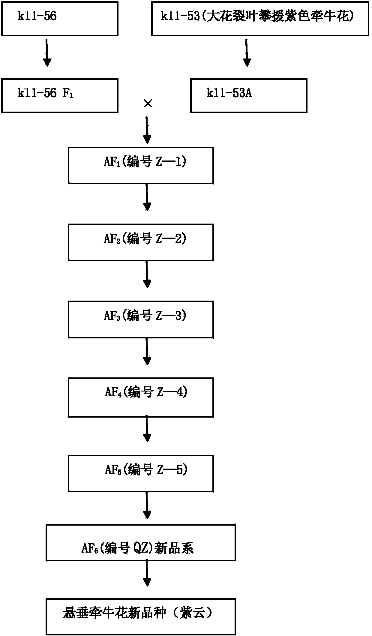 Method for breeding and planting morning glory with high ornamental value, disease resistance and high yield