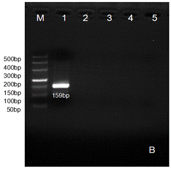 Primer, detection kit and preparation method for detecting porcine vesicular disease virus