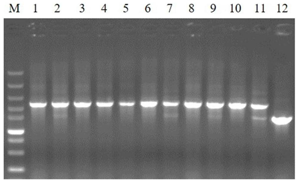 Escherichia coli genetic engineering strain for exocytosis expression of Ulp1 protease and application of escherichia coli genetic engineering strain