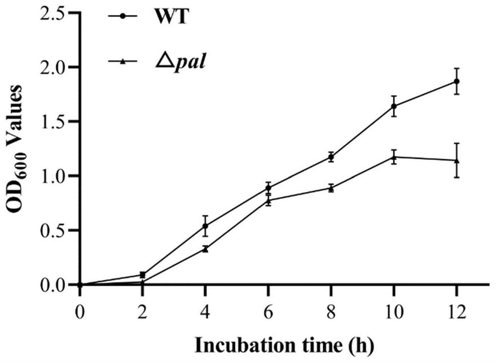 Escherichia coli genetic engineering strain for exocytosis expression of Ulp1 protease and application of escherichia coli genetic engineering strain