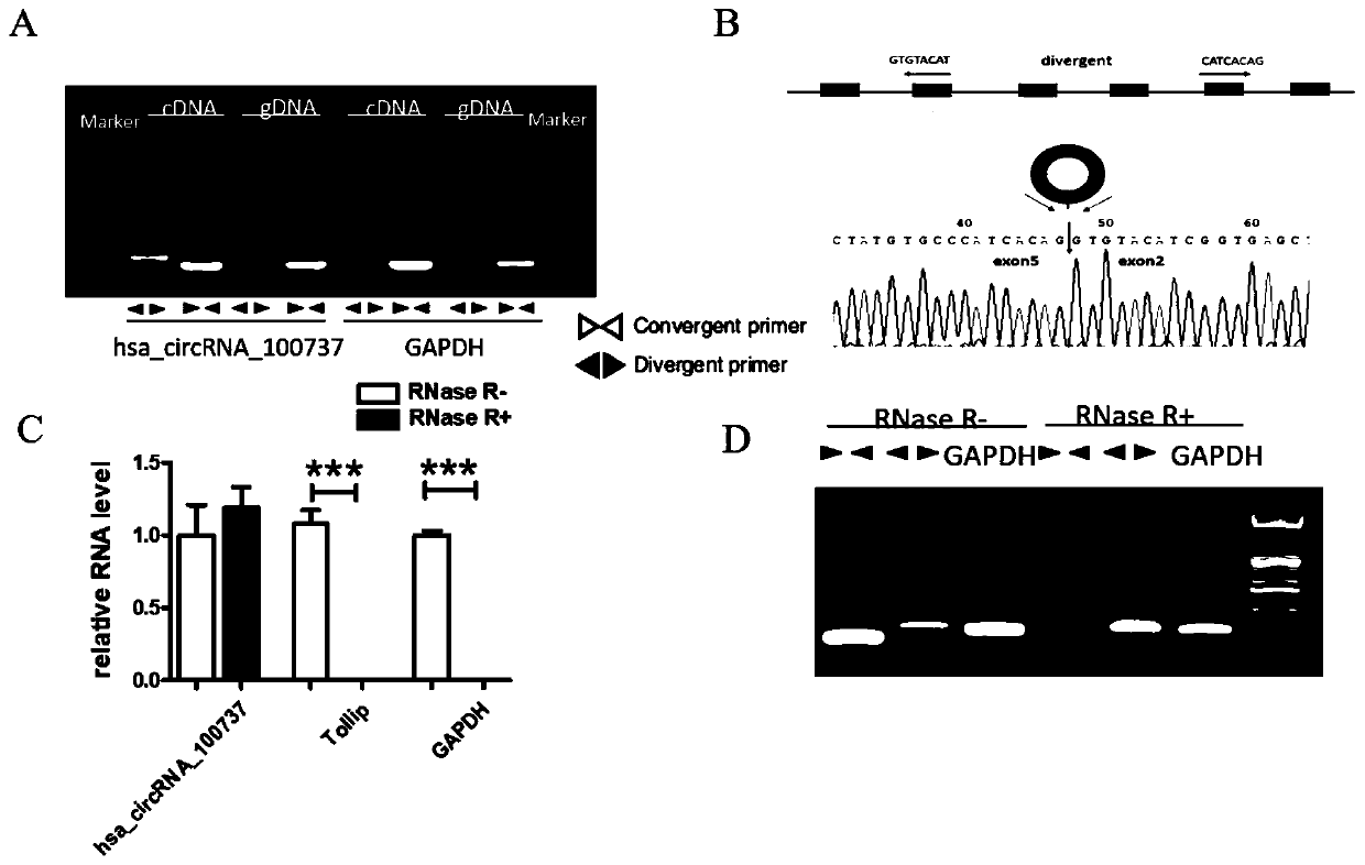 Recurrent spontaneous abortion biomarker and applications thereof