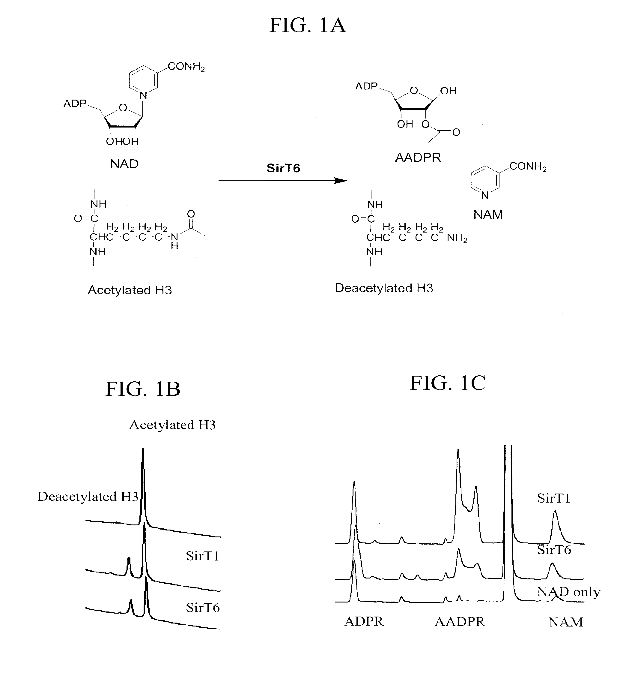 Activation and activators of SIRT6