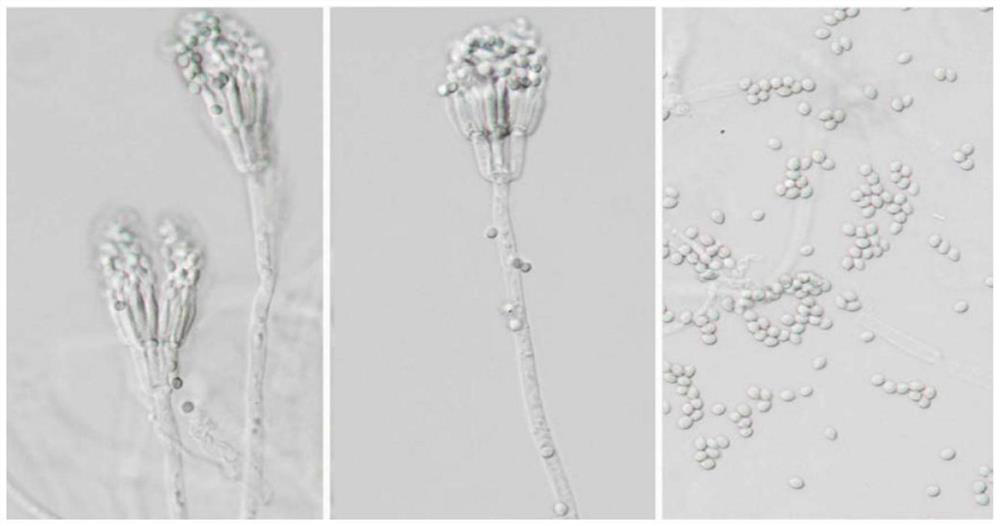 an aroma-producing fungus