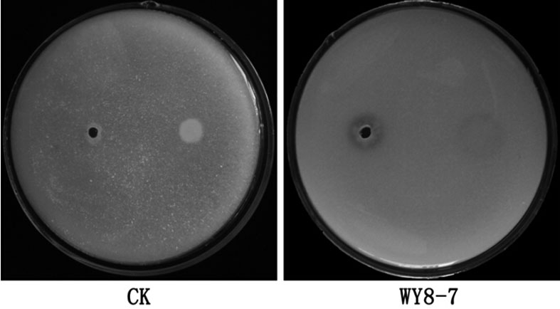 Bacillus subtilis and its application in dissolving phosphorus and inhibiting bacteria