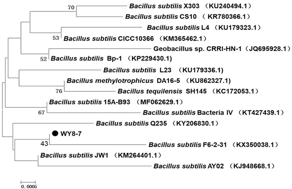 Bacillus subtilis and its application in dissolving phosphorus and inhibiting bacteria