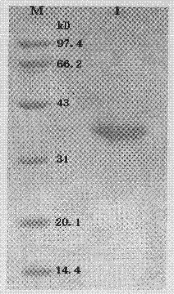 Recombinant rubella virus protein and application