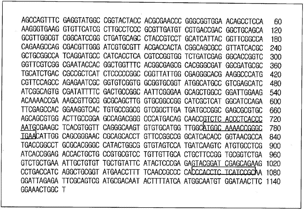 Method for constructing novel bacterium belonging to the genus bifidobacterium