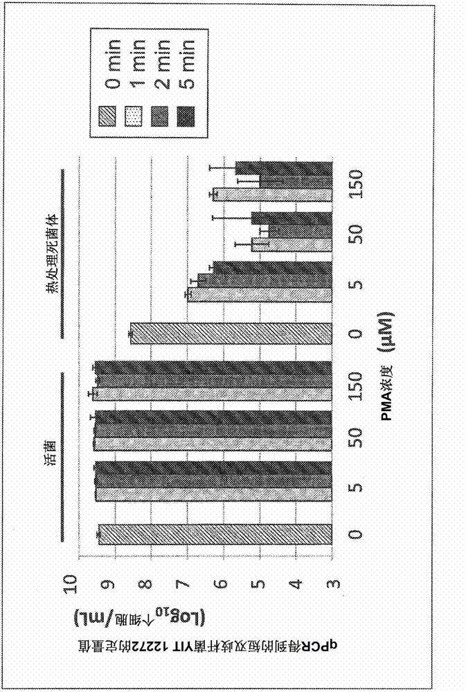 Method for constructing novel bacterium belonging to the genus bifidobacterium